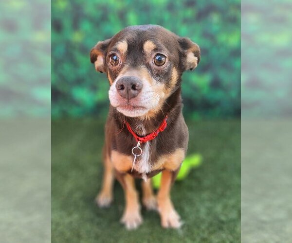 Medium Photo #8 Chiweenie Puppy For Sale in Phoenix, AZ, USA