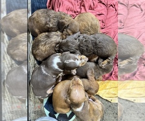 Dachshund Puppy for sale in MANSFIELD, OH, USA