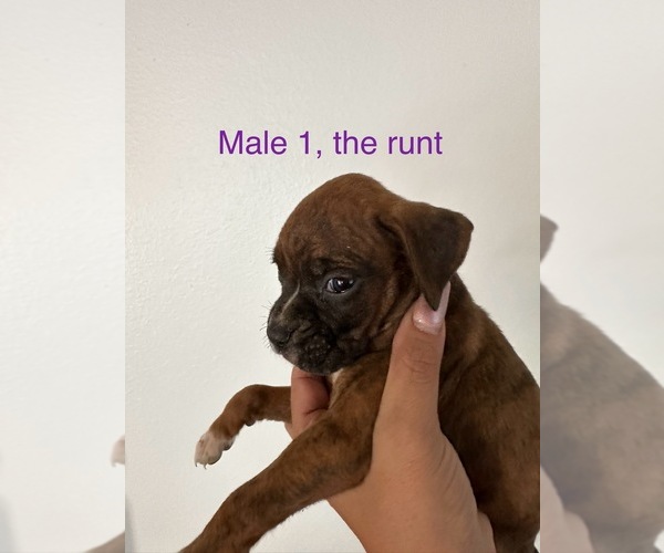 Medium Photo #5 Boxer Puppy For Sale in MORENO VALLEY, CA, USA