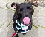 Small #22 Great Dane Mix