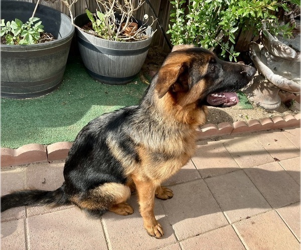Medium Photo #13 German Shepherd Dog Puppy For Sale in HESPERIA, CA, USA