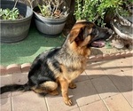 Small Photo #13 German Shepherd Dog Puppy For Sale in HESPERIA, CA, USA