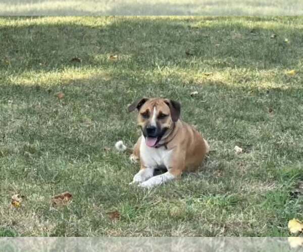 Medium Photo #6 Mutt Puppy For Sale in New York, NY, USA