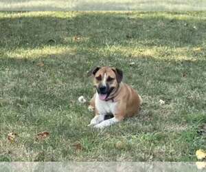 Baby Jane (AL) - Female Mutt Dog for Adoption - Photo #6