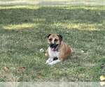 Small #5 Mutt