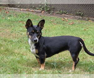 Lexxi, a female Dachshund-Corgi mix - Female Dachshund-Unknown Mix Dog for Adoption - Photo #3