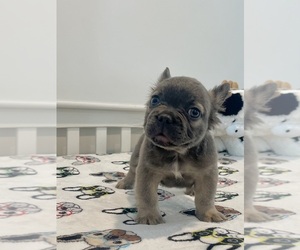 French Bulldog Puppy for Sale in LAS VEGAS, Nevada USA