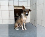 Small #1 German Shepherd Dog Mix