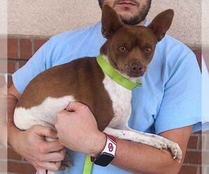 Roscoe - Male Jack Chi Dog for Adoption - Photo #2