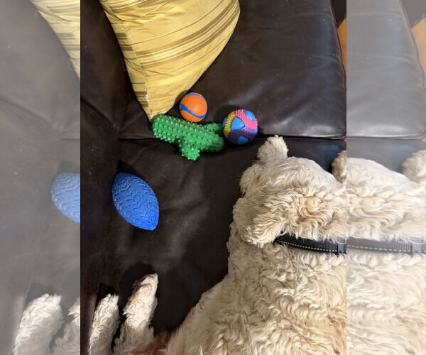 Medium Photo #3 Cocker Spaniel-Unknown Mix Puppy For Sale in Jackson, MS, USA