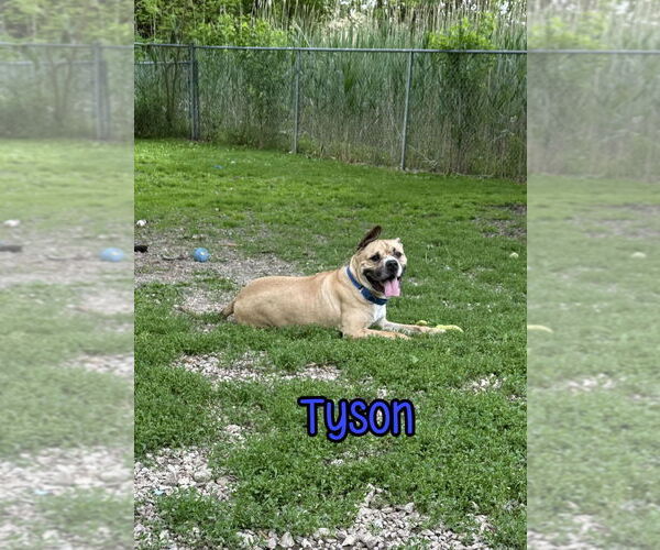 Medium Photo #10 Bulloxer Puppy For Sale in Port Clinton, OH, USA