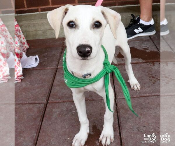 Medium Photo #2 Labrador Retriever-Unknown Mix Puppy For Sale in Washington, DC, USA