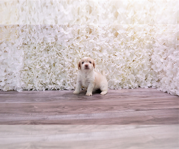 Medium Photo #3 Malchi-Poodle (Toy) Mix Puppy For Sale in FULLERTON, CA, USA