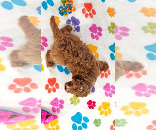 Medium Photo #12 Cavapoo (Miniature)-Poodle (Toy) Mix Puppy For Sale in ORO VALLEY, AZ, USA