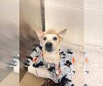 Small Photo #2 Mutt Puppy For Sale in Rockwall, TX, USA