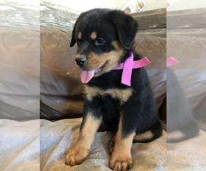 Rottweiler Puppy for sale in FORT MORGAN, CO, USA