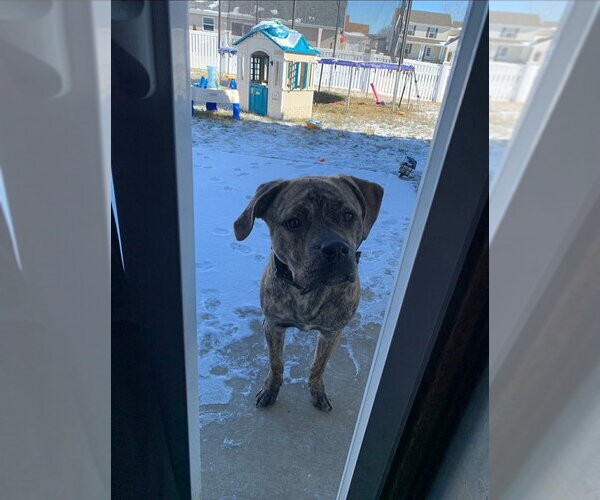 Medium Photo #2 Mastiff-Unknown Mix Puppy For Sale in Foristell, MO, USA
