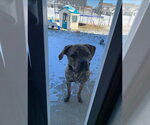 Small #1 Mastiff Mix