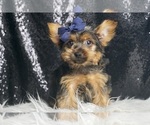 Small #2 Yorkshire Terrier