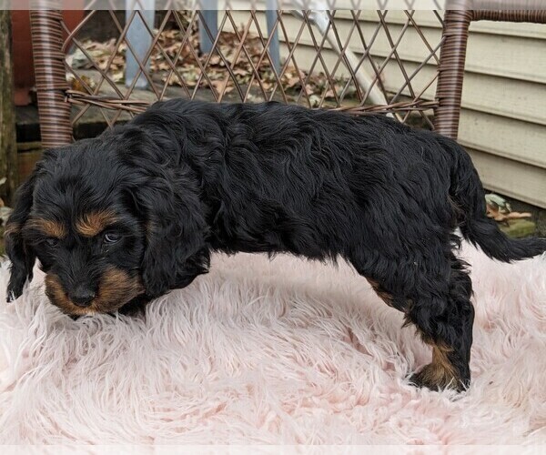 Medium Photo #3 Cock-A-Poo Puppy For Sale in SALEM, MO, USA