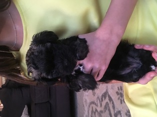 Havanese Puppy for sale in MILLERSBURG, IN, USA