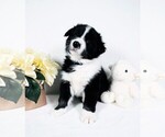 Small Photo #2 Border Collie Puppy For Sale in STRAFFORD, MO, USA