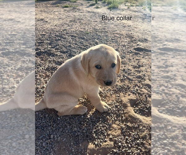 Medium Photo #5 Labrador Retriever Puppy For Sale in CASA GRANDE, AZ, USA