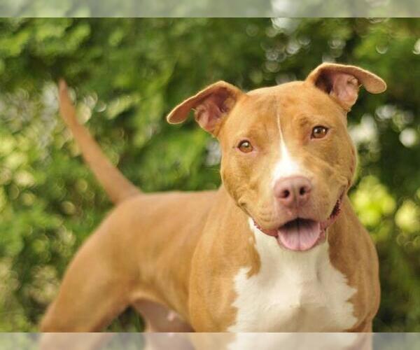 Medium Photo #1 American Bulldog-Unknown Mix Puppy For Sale in Tavares, FL, USA