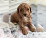 Puppy Bailey Cavapoo-Poodle (Toy) Mix