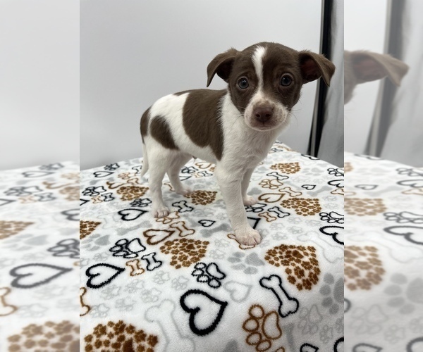 Medium Photo #14 Jack Chi Puppy For Sale in SAINT AUGUSTINE, FL, USA