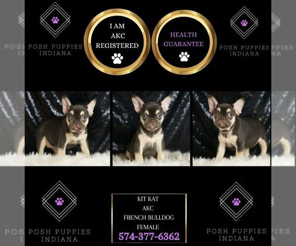 Medium Photo #2 French Bulldog Puppy For Sale in WARSAW, IN, USA