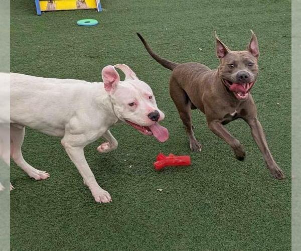 Medium Photo #2 Bullypit Puppy For Sale in Rockwall, TX, USA