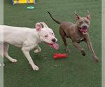 Small #1 Bullypit