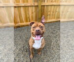 Small #4 American Staffordshire Terrier Mix