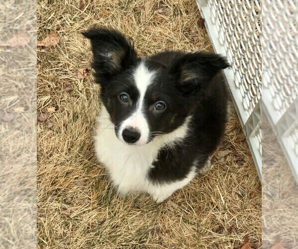 View Ad Border CollieChihuahua Mix Puppy for Sale near