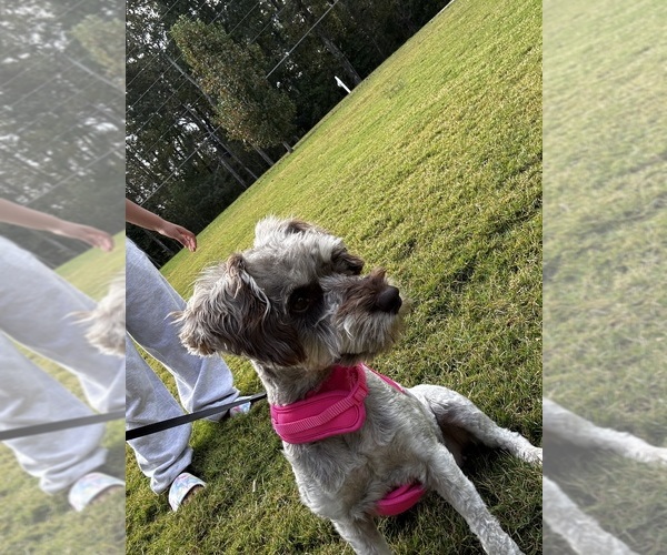 Medium Photo #1 Schnauzer (Miniature) Puppy For Sale in WINSTON, GA, USA