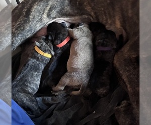 Cane Corso Puppy for sale in MOUNT MORRIS, MI, USA