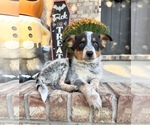 Small #1 Australian Cattle Dog
