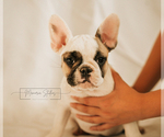 Small Photo #1 French Bulldog Puppy For Sale in FAIRFIELD, CA, USA