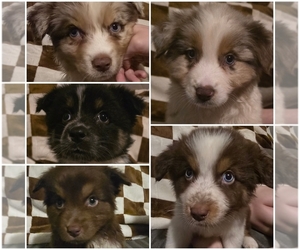 Australian Shepherd Litter for sale in ROY, UT, USA