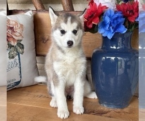 Pomsky Puppy for sale in VENUS, PA, USA
