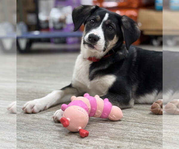 Medium Photo #1 Mutt Puppy For Sale in Menifee, CA, USA