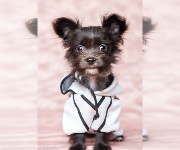 Medium Photo #3 ShiChi Puppy For Sale in Oakhurst, NJ, USA