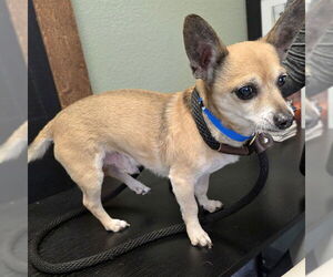 Chihuahua Dogs for adoption in Long Beach, CA, USA