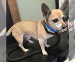 Small Chihuahua