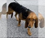 Small #1 Basset Hound