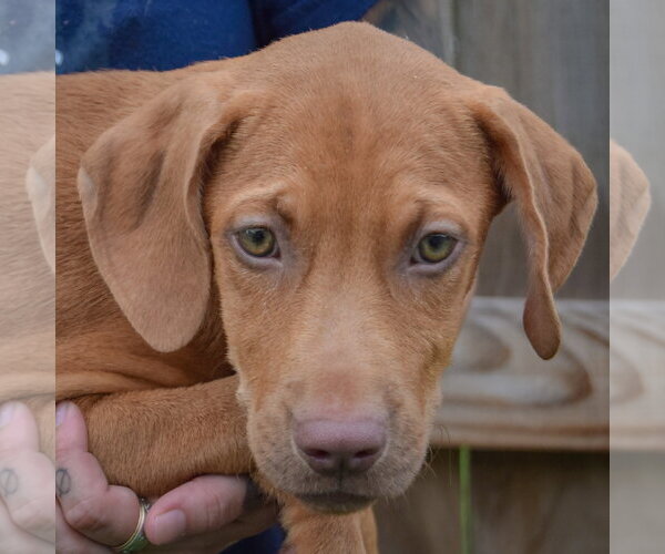 Medium Photo #6 Labralas Puppy For Sale in Huntley, IL, USA
