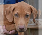 Small Photo #6 Labralas Puppy For Sale in Huntley, IL, USA