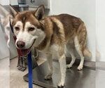 *WALL-E - Male Siberian Husky Dog for Adoption - Small photo