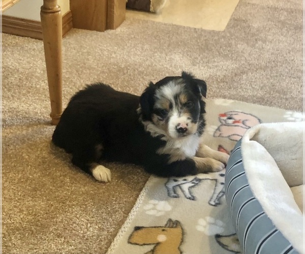 Medium Photo #4 Australian Shepherd Puppy For Sale in BERESFORD, SD, USA